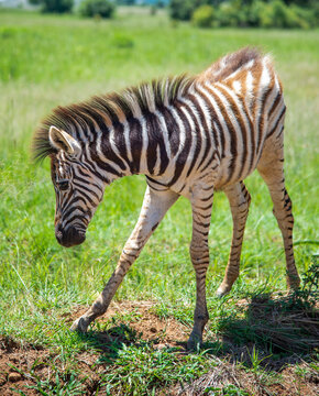 A zebra foal, photographed in South Africa.