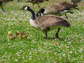 oies au centre de loisirs du Val de Seine à Verneuil sur Seine dans les Yvelines en France