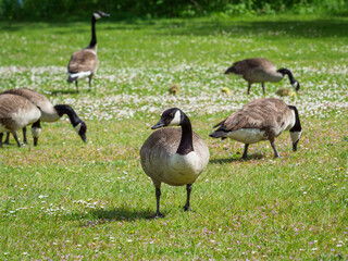 oies au centre de loisirs du Val de Seine à Verneuil sur Seine dans les Yvelines en France