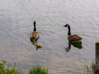 oies au centre de loisirs du Val de Seine à Verneuil sur Seine dans les Yvelines en France