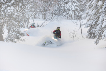 snowmobile. extreme riding on mountain snowmobiles over rough terrain. two snowmobilers are riding high in the mountains after a big snowfall between the Christmas trees. very high quality photos