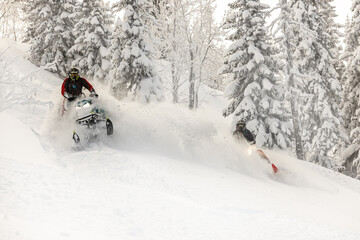 snowmobile. extreme riding on mountain snowmobiles over rough terrain. two snowmobilers are riding high in the mountains after a big snowfall between the Christmas trees. very high quality photos
