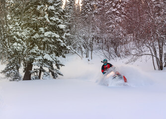 extreme riding on a mountain snowmobile over rough terrain. a snowmobiler rides high in the mountains after a big snowfall between the Christmas trees. very high quality photos