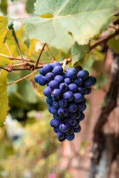 Uvas para vendimiar
