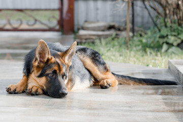 Beautiful German Shepherd was lying in the path near the house