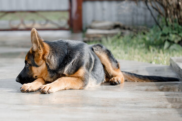 Beautiful German Shepherd was lying in the path near the house