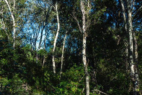 Birch tree grove in thick woods grove, sky in background, late afternoon west coast of Florida. 2536