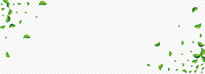 Grassy Leaf Herbal Vector Panoramic Transparent