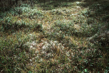 The floor of a taiga forest overgrown with green grass, white moss, and blueberries. A textured woods ground full of plants and bilberries. Dense lawn with a tangle of reindeer lichen and berry bushes