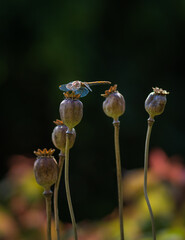 Green and yellow dragonfly sitting on brown dry poppy seed heads (seed capsules) against black background in the garden on sunny summer afternoon