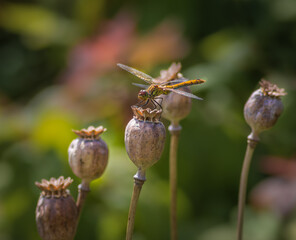 Green and yellow dragonfly sitting on brown dry poppy seed heads (seed capsules) in the garden on sunny summer afternoon