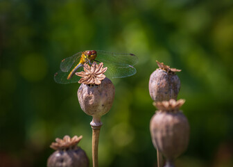 Green and yellow dragonfly sitting on brown dry poppy seed heads (seed capsules) against  green background in the garden on sunny summer afternoon