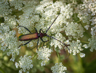 Closeup of  shiny musk beetle (aromia moschata)  sitting on white wild carrot flower 