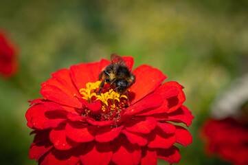 Closeup of bumblebee collecting nectar on red zinnia flower