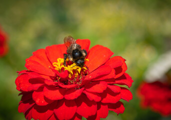 Closeup of bumblebee collecting nectar on red zinnia flower