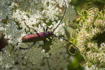 Closeup of  shiny musk beetle (aromia moschata)  sitting on white wild carrot flower - obrazy, fototapety, plakaty