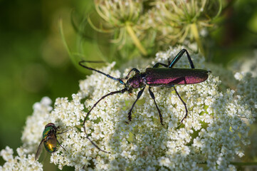Closeup of  shiny musk beetle (aromia moschata)  sitting on white wild carrot flower  - obrazy, fototapety, plakaty
