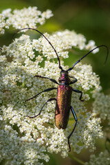 Closeup of  shiny musk beetle (aromia moschata)  sitting on white wild carrot flower 