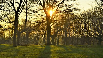 Winter sunlight in the woods.