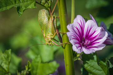 Closeup of big green bush cricket (Tettigonia cantans) sitting on the stem of malva plant with fresh green leaves and pink flower 