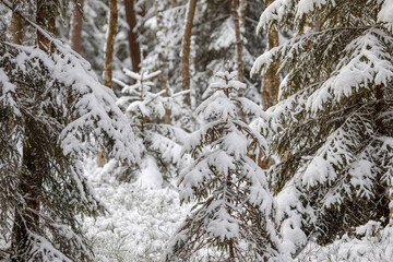 Snow Covered Christmas  Tree In Forest During Winter season. Winter background