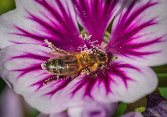Closeup of bee collecting honey and pink pollen on pink and purple mallow flowers