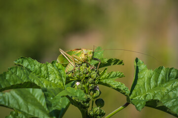 Closeup of big green bush cricket (Tettigonia cantans) sitting on top of malva plant with fresh green leaves and flower buds