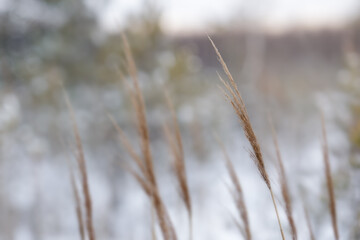 Fototapeta premium Forest grass in snow covered nature. Winter background