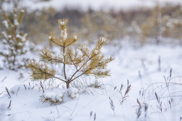 Snow Covered young  pine tree In Forest During Winter season. Winter background