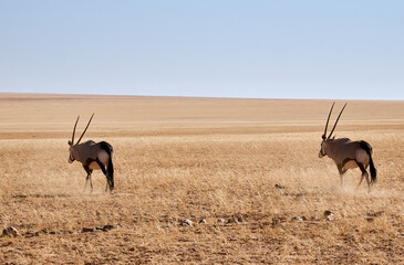 Two Oryx antelopes with spear-like horns cross the vast savannah at Etosha national park in...