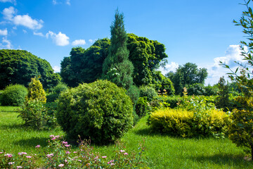Fototapeta na wymiar trimmed evergreen thuja bushes in topiary different shape in the background deciduous trees illuminated by sunlight, nature summer background with clouds on blue sky.