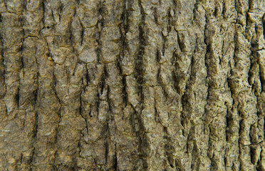 Bark pattern is seamless texture from tree. For background wood