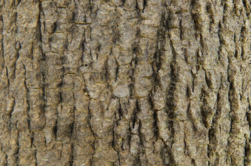 Bark pattern is seamless texture from tree. For background wood