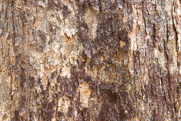 Select focus bark pattern is seamless texture from tree. For background wood work, Bark of brown hardwood, thick bark hardwood, residential house wood. nature, trunk, tree, bark, hardwood, trunk, tree