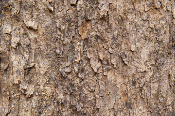 Select focus bark pattern is seamless texture from tree. For background wood work, Bark of brown hardwood, thick bark hardwood, residential house wood. nature, trunk, tree, bark, hardwood, trunk, tree