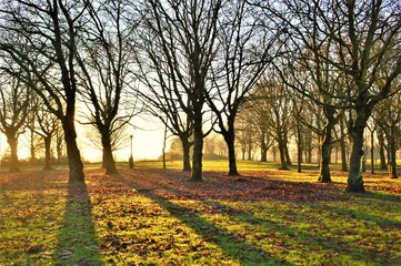 Winter sunset in the park.