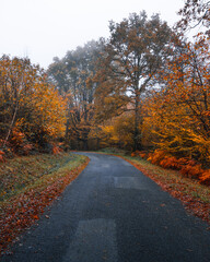 Autumn road 4