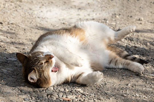 A beautiful adult fat tabby cat with open mouth is sleeping on the gray ground in the garden in summer