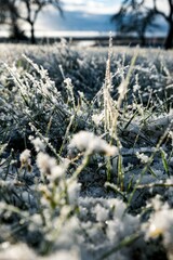 macro view with snowy grass 