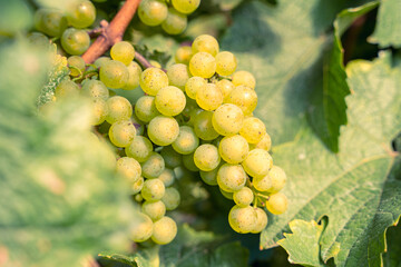 Ripe yellow grapes with green leaves in the vineyards
