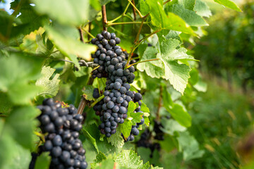 Blue grapevine with green leaves in summer on the vineyards