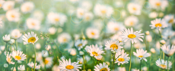 Daisy flower, field of daisies, beautiful meadow landscape in spring