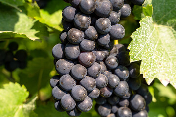 Blue ripe grapes with green leaves on a warm summer morning in the vineyards
