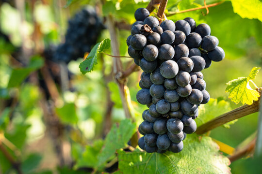 Blue ripe grapes with green leaves in the background for red wine