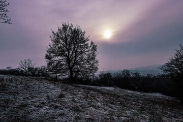 sunset in the forest