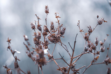 snow covered branches