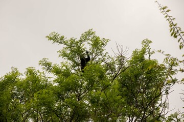 The mantled howler (Alouatta palliata), or golden-mantled howling monkey in Arenal, Costa Rica