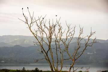 Arenal volcano and arenal cloud forest in the mist