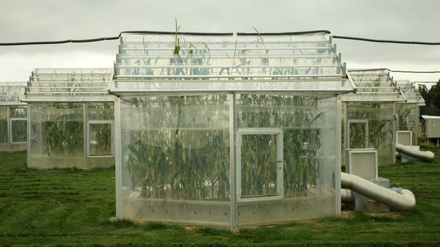 Science greenhouse research open top chambers climate change, corn maize Zea mays ear, scientific on genetics and genes, modern greenhouses observation, scientist harvests, technology technical