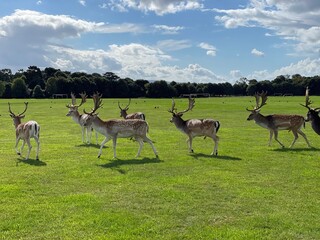Stag of deer